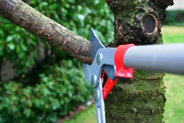 tree services Wall